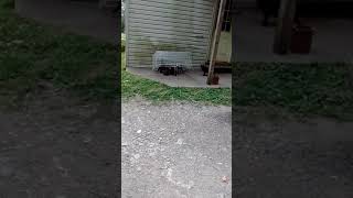 Drop trapping 8 sick feral kittens