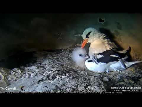 Adult Tropicbird Feeds, Broods Sleepy Nestling – May 15, 2020