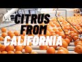 What happens to California Citrus after harvested