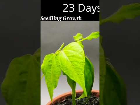 Borlotti Beans Timelapse🍀