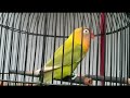 Lovebird Ngekek Irama Slow