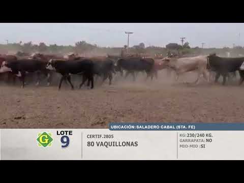 Lote 80 Vaquillonas en Saladero Cabal (S.Fé)