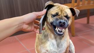 These Animal Reactions Are TOO FUNNY – Cats, Dogs & More!