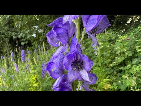 Identifying Monks Hood, Aconitum napellus. Deadly Poisonous!