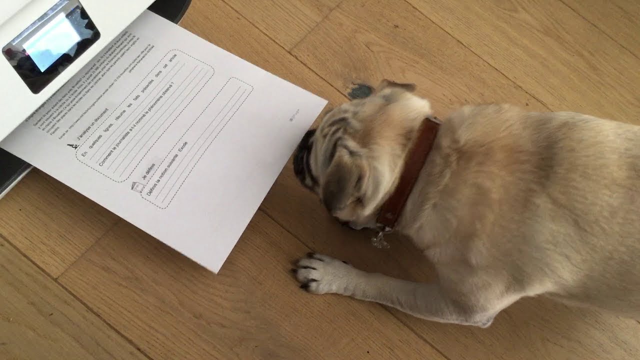 The Dog Really Did Eat my Homework || ViralHog