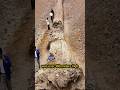 800,000 Years old tree fossils #shorts