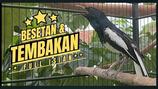 Download lagu Suara Burung Kacer Bikin Lawan Emosi Gacor, Pancingan Kacer Agar Cepat Emosi Gacor mp3