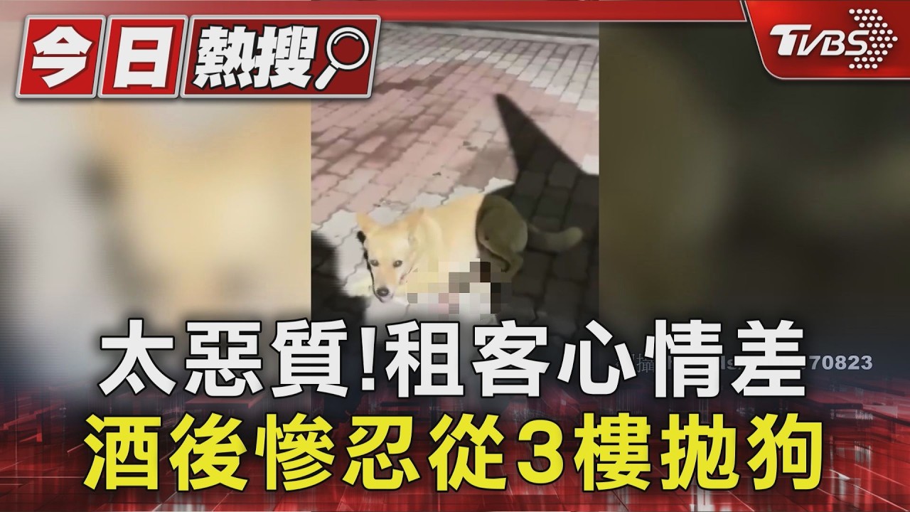 小黃狗深夜遭拋飛「從天而降」!住戶驚醒怒揪冷血租客