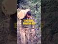Dick Proenneke The OG Alaskan Badass Who Lived 30 Years Alone In A Wilderness Cabin Shorts