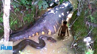 10 Mysterious Creatures Spotted In The Amazon