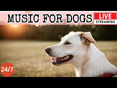 [LIVE] Dog Music????Relaxing Sleep Music for Dogs????????Separation anxiety relief????Dog Calming Music????2-3
