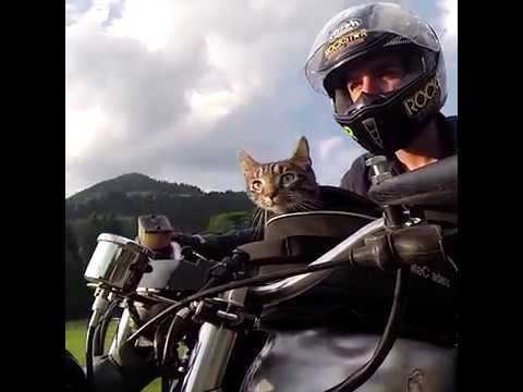 Coolest cats around 😎   Try Not to Laugh