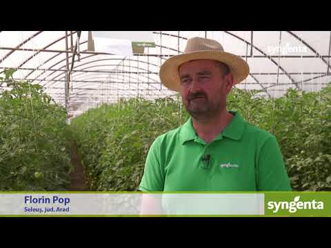 Testimonial tehnologie tomate, Seleuș, jud  Arad