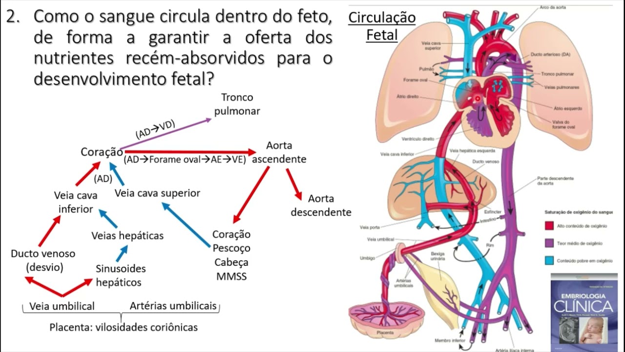 ANIMAÇÃO CIRCULAÇÃO FETAL | Enfermundo - O mundo da enfermagem Transcripts, image size:1280x720