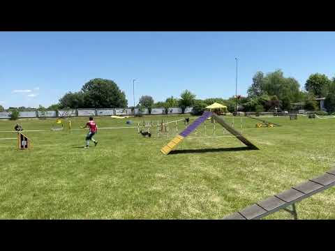 Misty Highland Atom, A2, Agility competition, June 4, Krasylivka