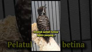 Download lagu Pelatuk sampit betina ngetir #shorts mp3 Download lagu Pelatuk sampit betina ngetir #shorts mp3
