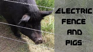 SET UP and TRAINING PIGS to Electric Fences