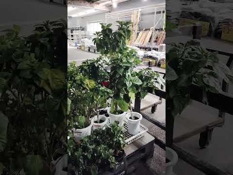 低木、白い花、冬、寒い干ばつ、太陽、ピリス