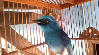 Download lagu Pancingan Selendang Biru bahan manapun auto respon mp3