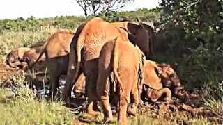 preview picture of video 'Orphaned Elephant calves playing in the mud. DSWT, Nairobi, Kenya'