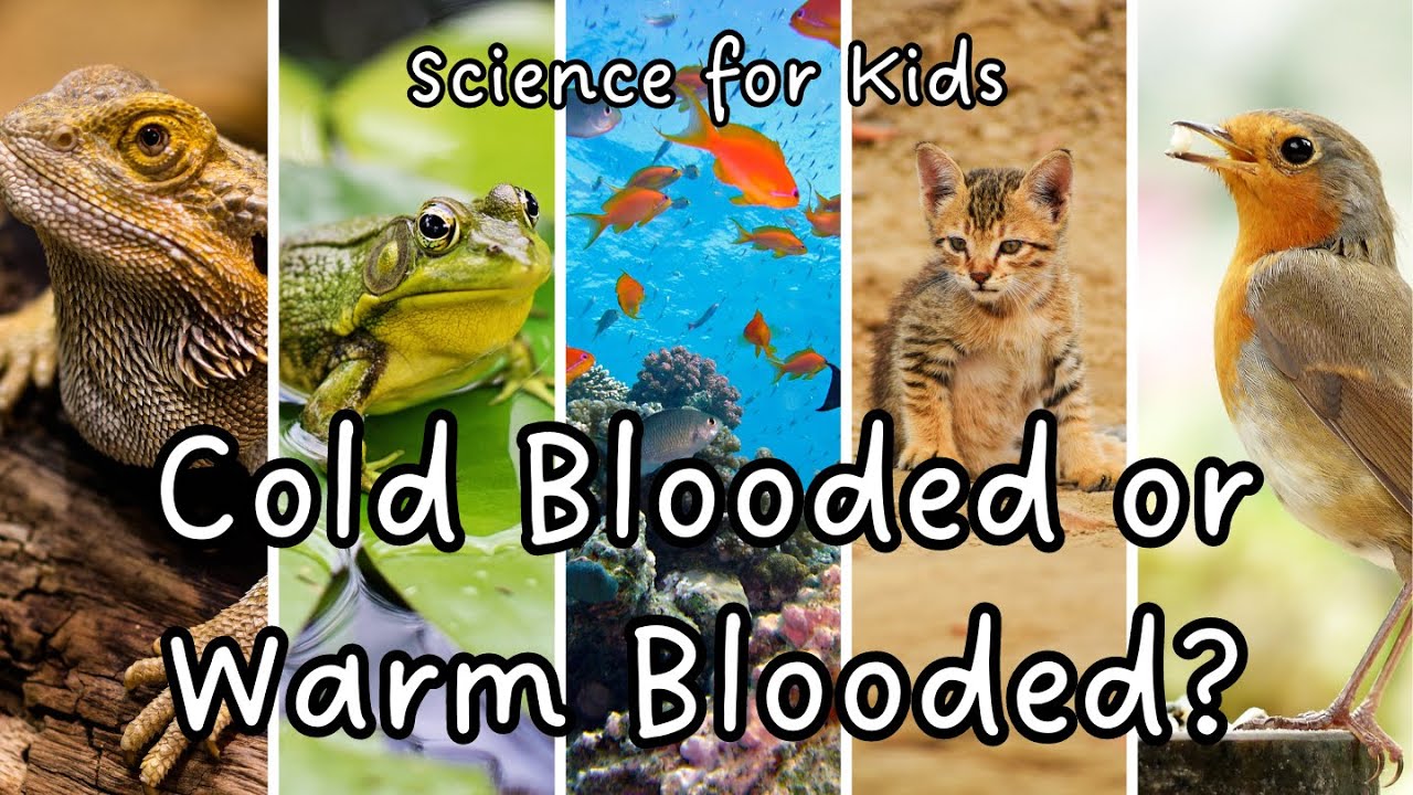 Warm-Blooded vs. Cold-Blooded Animals: What's the Difference? Animal Adaptations | Science for Kids