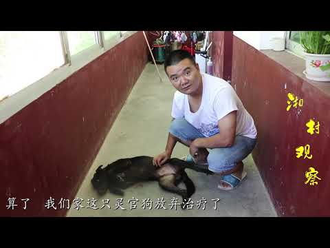 狗胸前有白毛