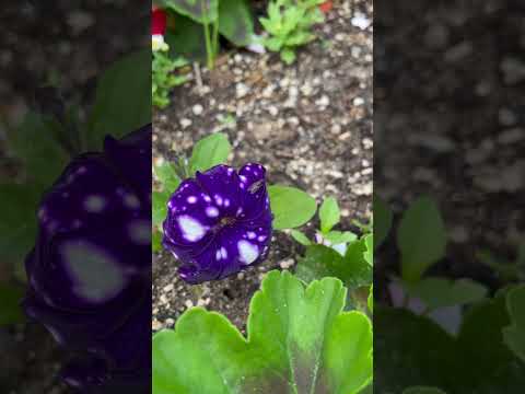 Flowers at other side of my garden #gardenflowers #garden #flowers ||sharon’s vlogs||sharongarden