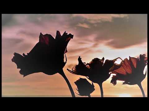 SPACE AMBIENT/ STEVE ROACH / ATMOSPHERE FOR DREAMING / CAPTAIN MARIGOLD / 432Hz