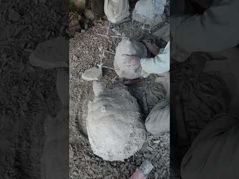Black stone tortoise