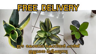 online plant sale in kerala. Free delivery.indoor plants