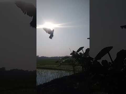 Ternyata seperti ini kalau merpati Tumbler belajar Salto