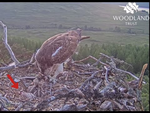 Concerns grow as newest Loch Arkaig Osprey chick falls over again! 5 Jun 2022