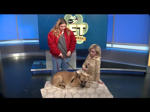 Pet of the Week: Echo - YouTube