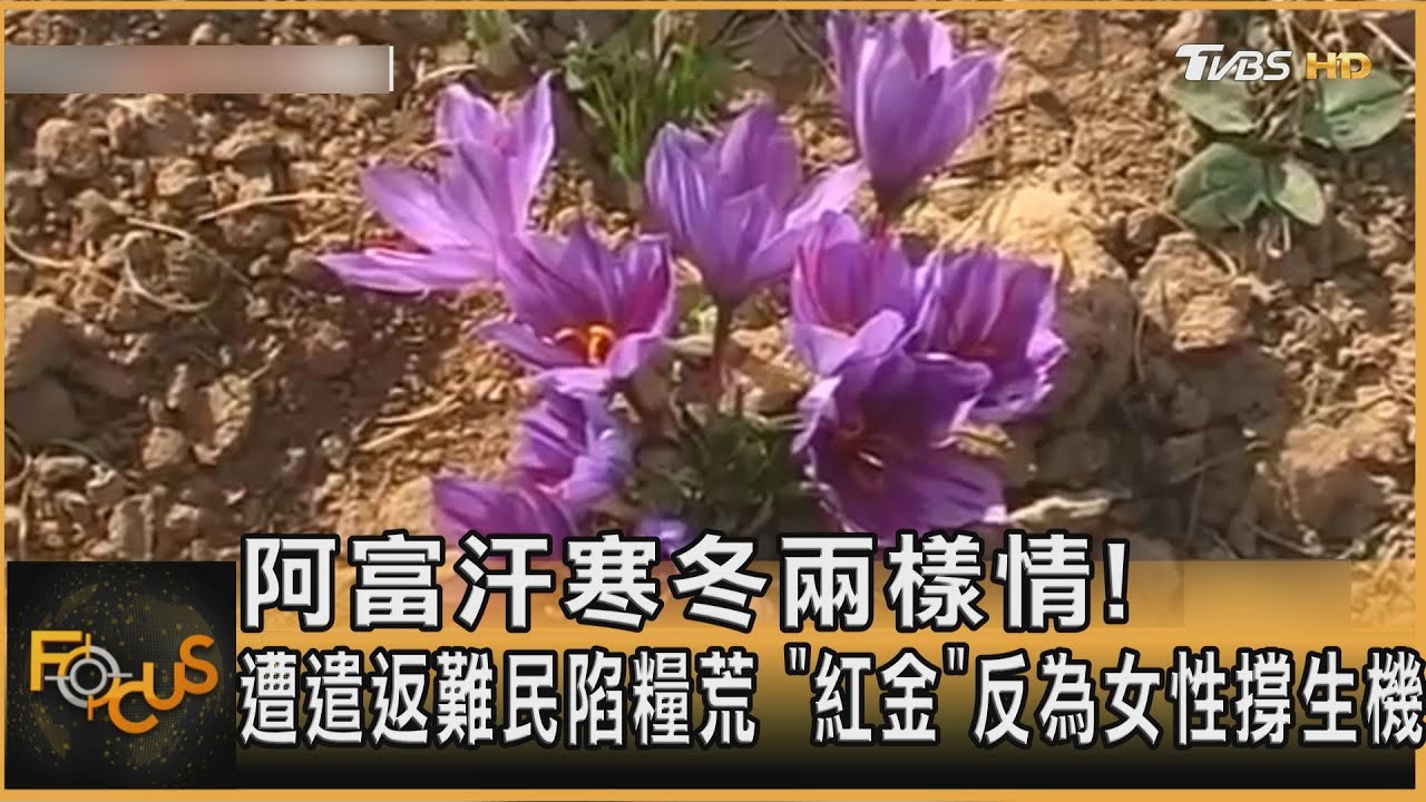 阿富汗遭遣返難民陷糧荒 「紅金」為女性撐生機
