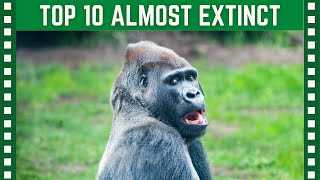 Top 10 Animals on the Brink of Extinction| Top 10 Clipz