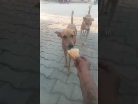 #dog #dogshorts #puppy #shorts #shortsfeed #youtubeshorts #viral #animals #animalshorts #seva