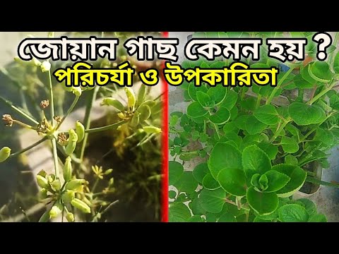 জোয়ান গাছ আসলে কেমন হয়, কিভাবে পরিচর্যা করে ও এর উপকারিতা।