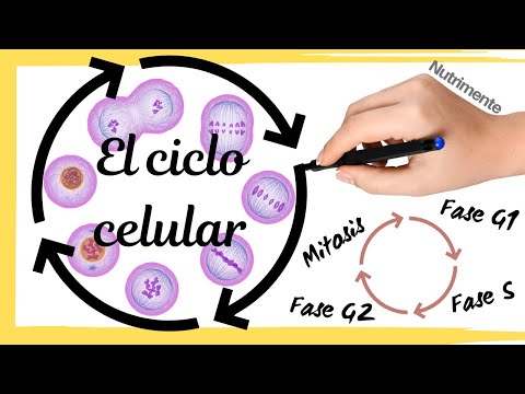 The CELL CYCLE (Step by Step)