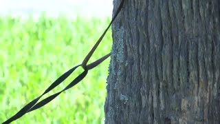 New ordinance limits how long owners can leave pets tied up