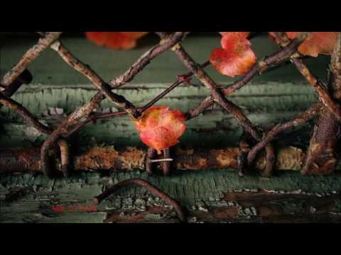 Fariborz Lachini -  Sueños De Otoño  - Piano -  NIGHT -