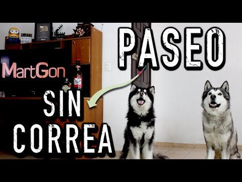 ¿Pasear a un perro SIN CORREA? - MartGon