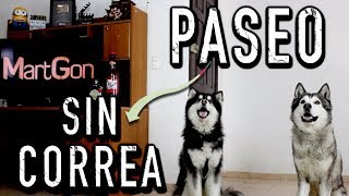 ¿Pasear a un perro SIN CORREA? - MartGon