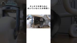 こんな人はチンチラを飼わない方がいいよ① #Shorts