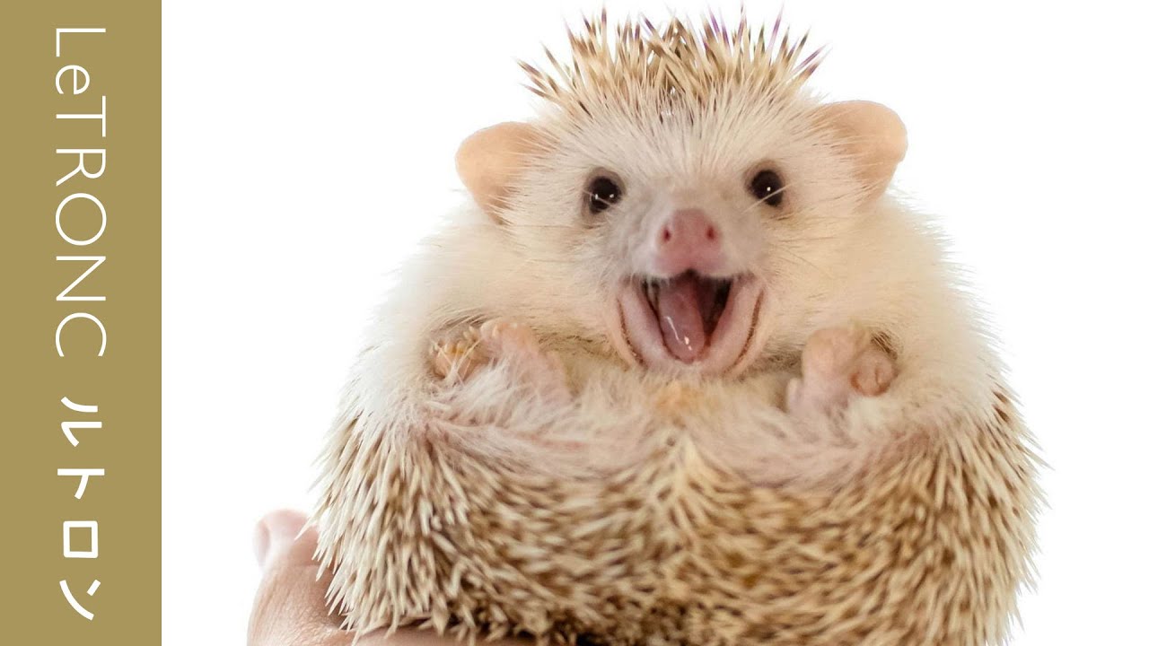 コロコロかわいいハリネズミに癒される「ハリジェニック展」開催