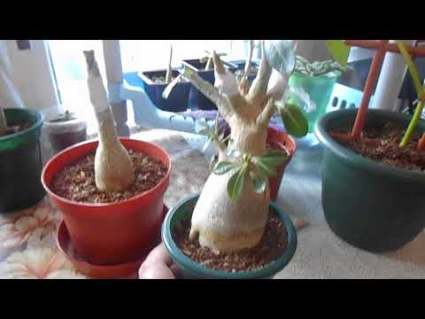 Адениум. Учусь делать прививки