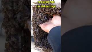 Download lagu cara pegang lebah biar tidak tersengat. #shorts #lebah mp3