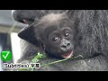 Baby Gorilla With A Beaming Smile So Cute Isn T It 　 Momotaro Family
