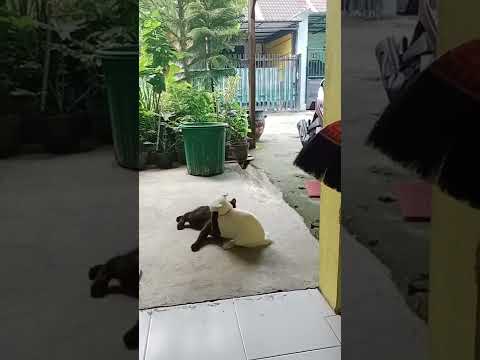 awas ada razia😅😺 #shorts #shortsyoutube