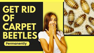 How To Get Rid Of Carpet Beetle Larvae Permanently?? Super Easy Tricks