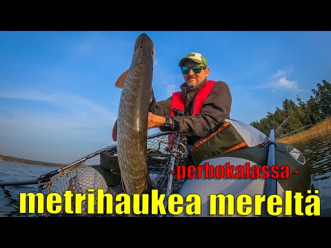 Metrihaukea mereltä